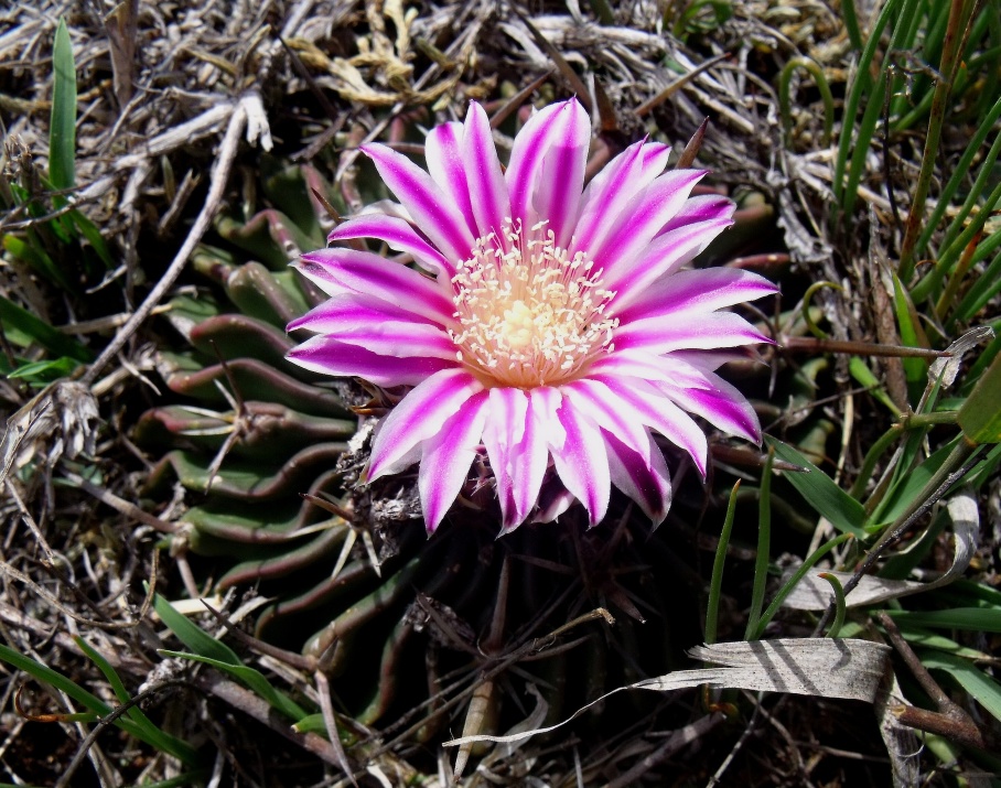 DSCF5312 Stenocactus pentacanthus, Caldera, GTO, PT 222