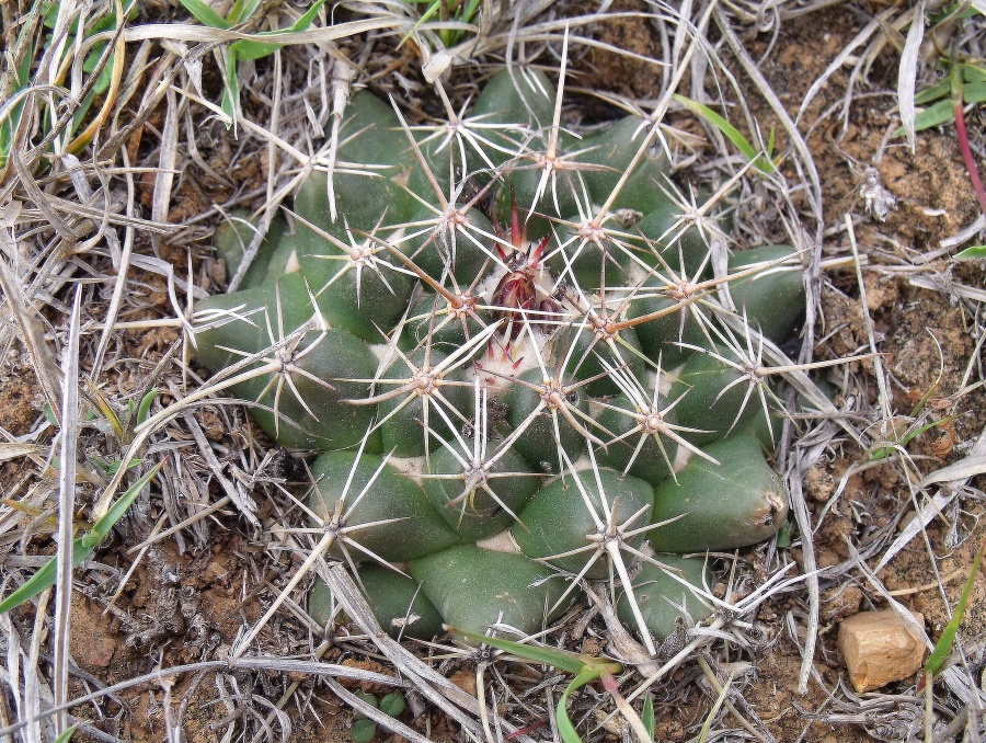 DSCF5347 Coryphantha vogtherriana, Caldera, GTO, PT  224