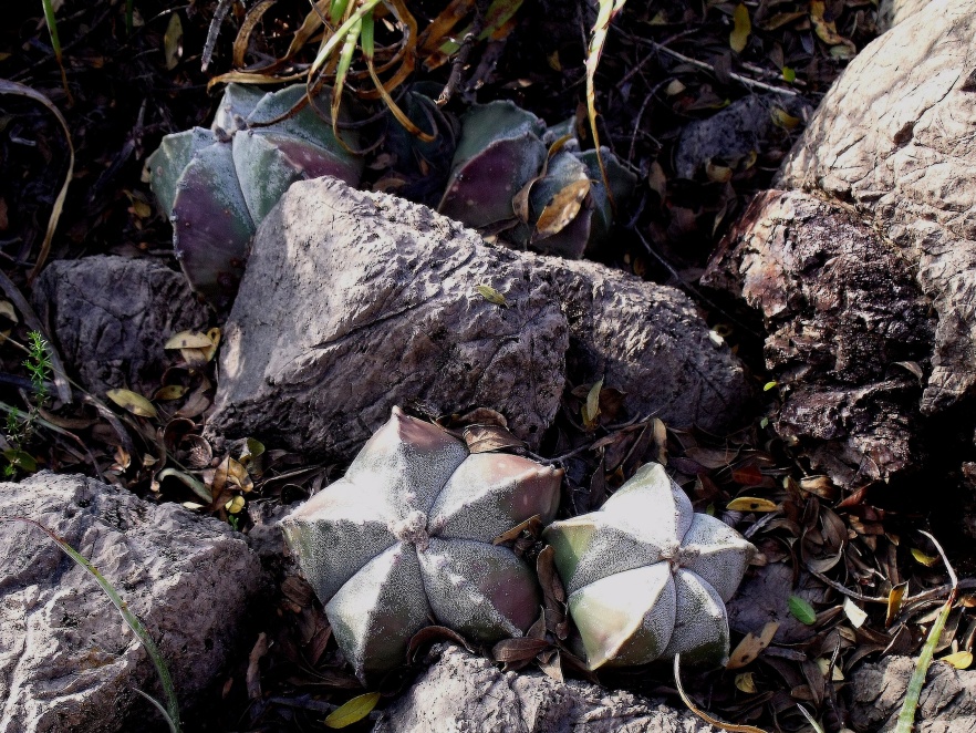 DSCF5421 Astrophytum myriostigma, Puerto del Río, SLP, PT 225