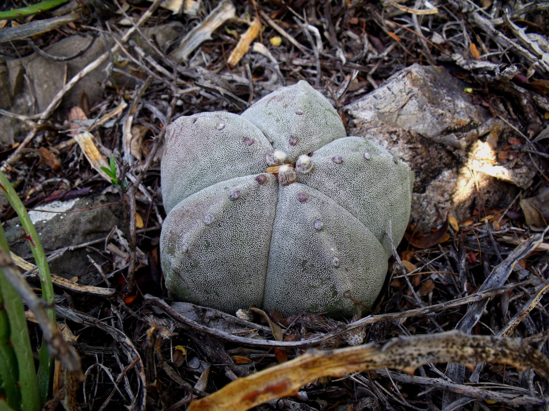 DSCF5448 Astrophytum myriostigma, Puerto del Río, SLP, PT 225