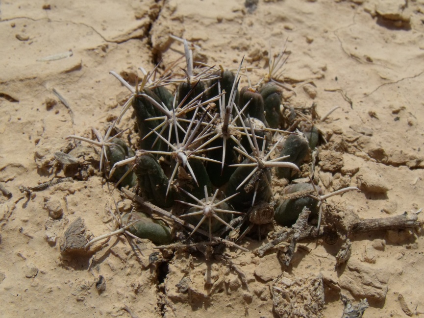 DSCF5489 Coryphantha hintoniorum geoffrei, 24km Vanegas, SLP, PT 227