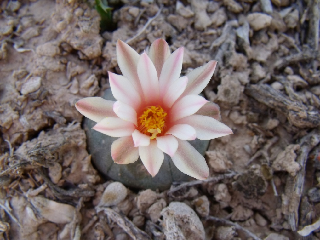 DSCF5511 Lophophora alberto-vojtechii, 24km Vanegas, SLP, PT 226 