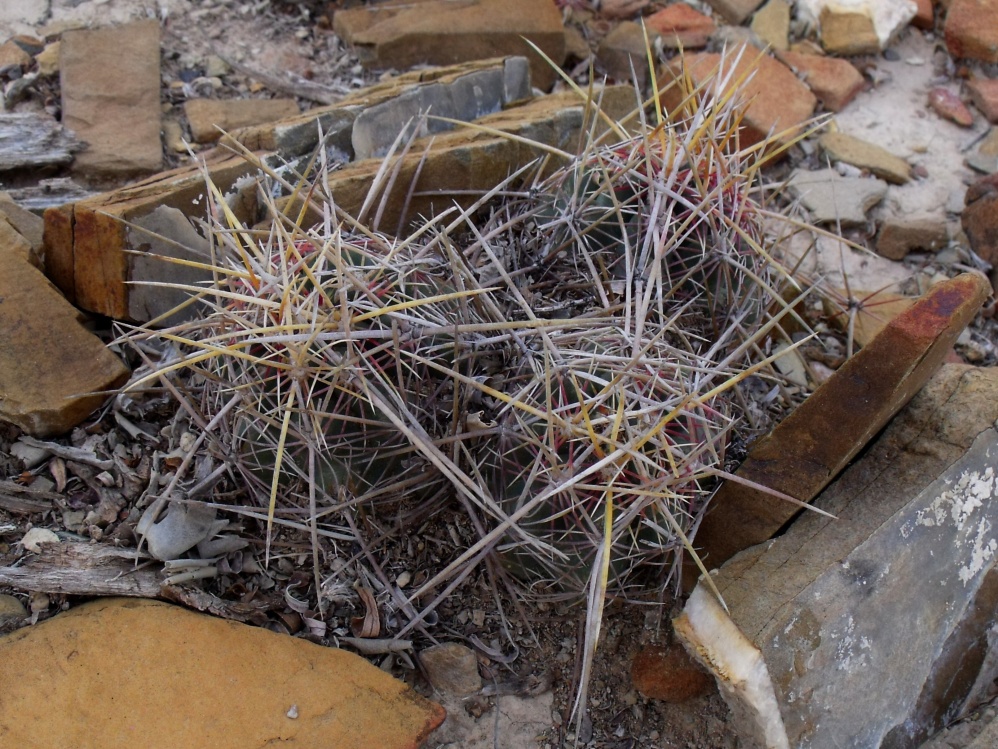 DSCF5569 Thelocactus bicolor, 36km Cedral, SLP, PT 230