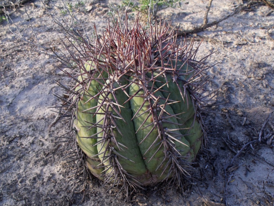 DSCF5595 Echinocactus horizonthalonius, Entr. Huizache, SLP