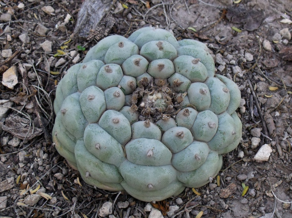 DSCF5615 Lophophora williamsii, Entr. Huizache, SLP