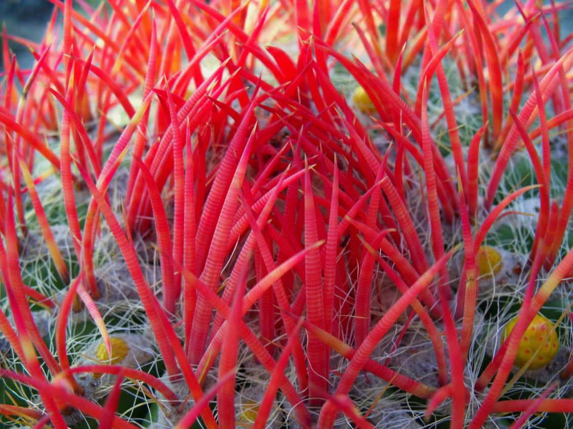 DSCF5634 Ferocactus steinesii, detail, Entr. Huizache, SLP, PT 232