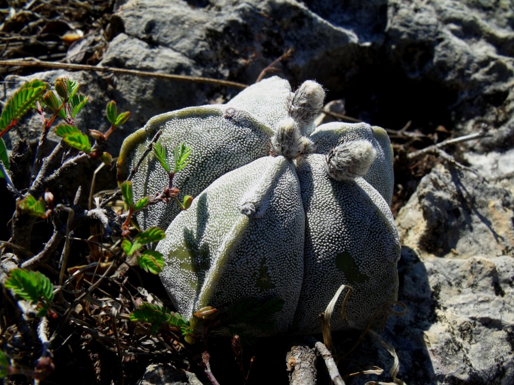 DSCF5724 A. myriostigma strongylogonum, Abrego - El Oro, PT 236 