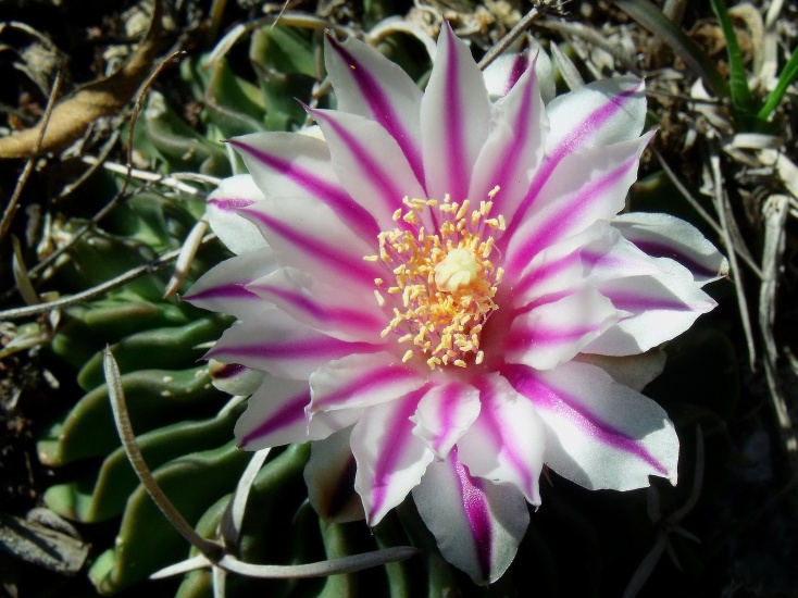 DSCF5772 Stenocactus pentacanthus, Abrego - El Oro, SLP