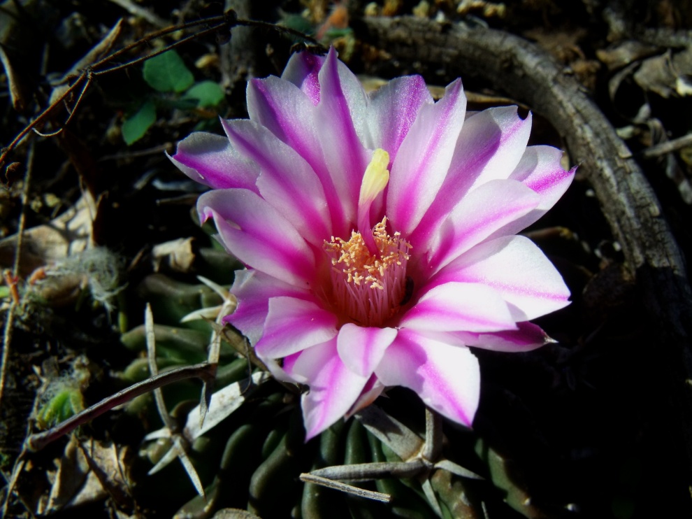 DSCF5774 Stenocactus pentacanthus, Abrego - El Oro, SLP