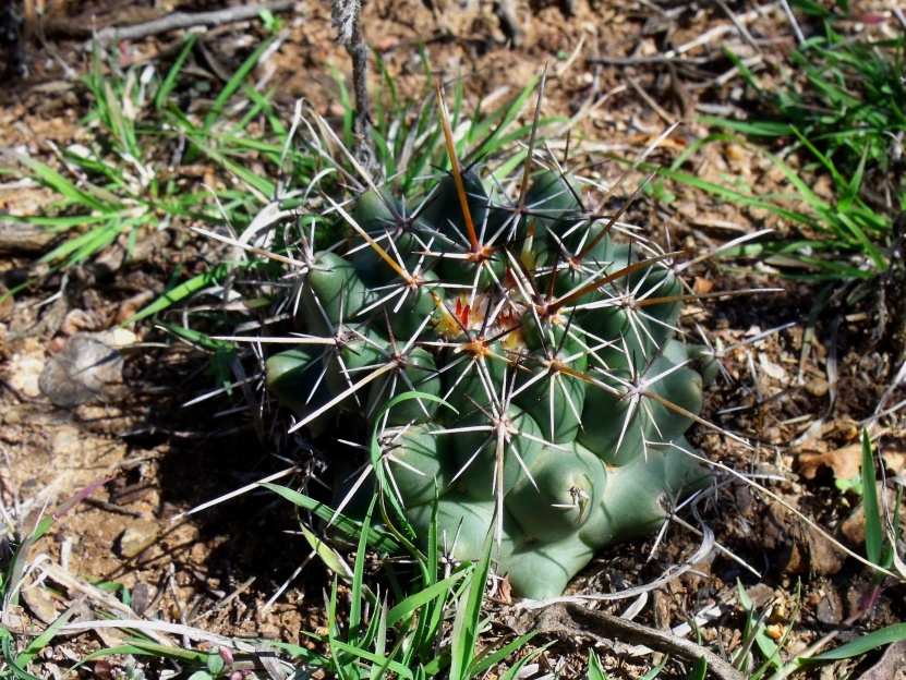 DSCF5777 Coryphantha georgii, Abrego - El Oro, SLP, PT 234