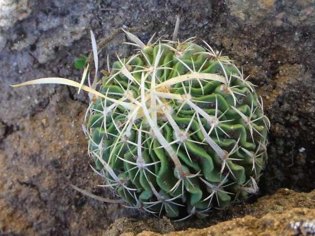 DSCF5882 Stenocactus spec. La Muralla, SLP, PT 238, HR 130