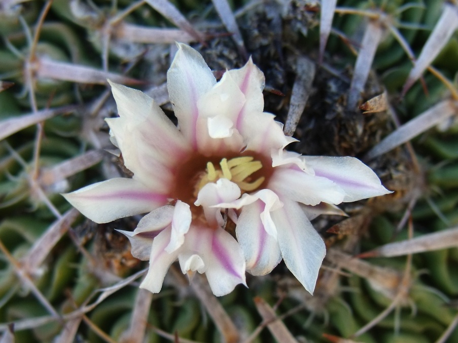 DSCF5897 Stenocactus spec. La Muralla, SLP, PT 238, HR 130