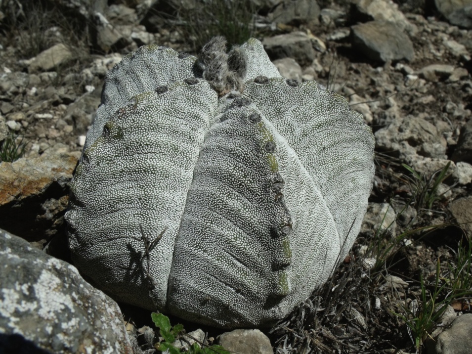 DSCF5941  Astrophytum myriostigma, El Sabinito, SLP, PT 39