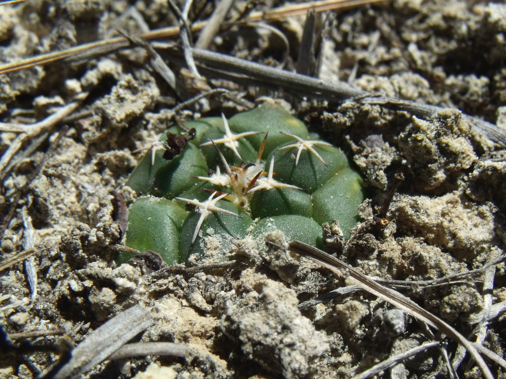 DSCF5974  Turbinicarpus lophophoroides, před San Bartolo, SLP, PT 239