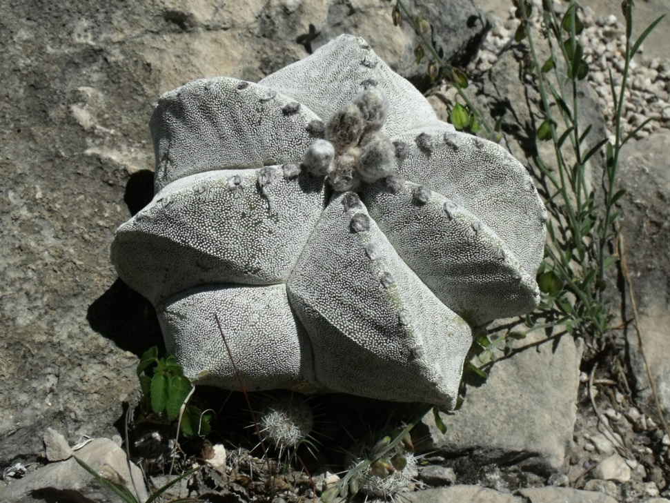 DSCF5996 Astrophytum myriostigma, Las Tablas, SLP, PT 522