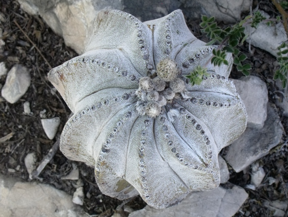 DSCF6014 Astrophytum myriostigma, Las Tablas, SLP, PT 522