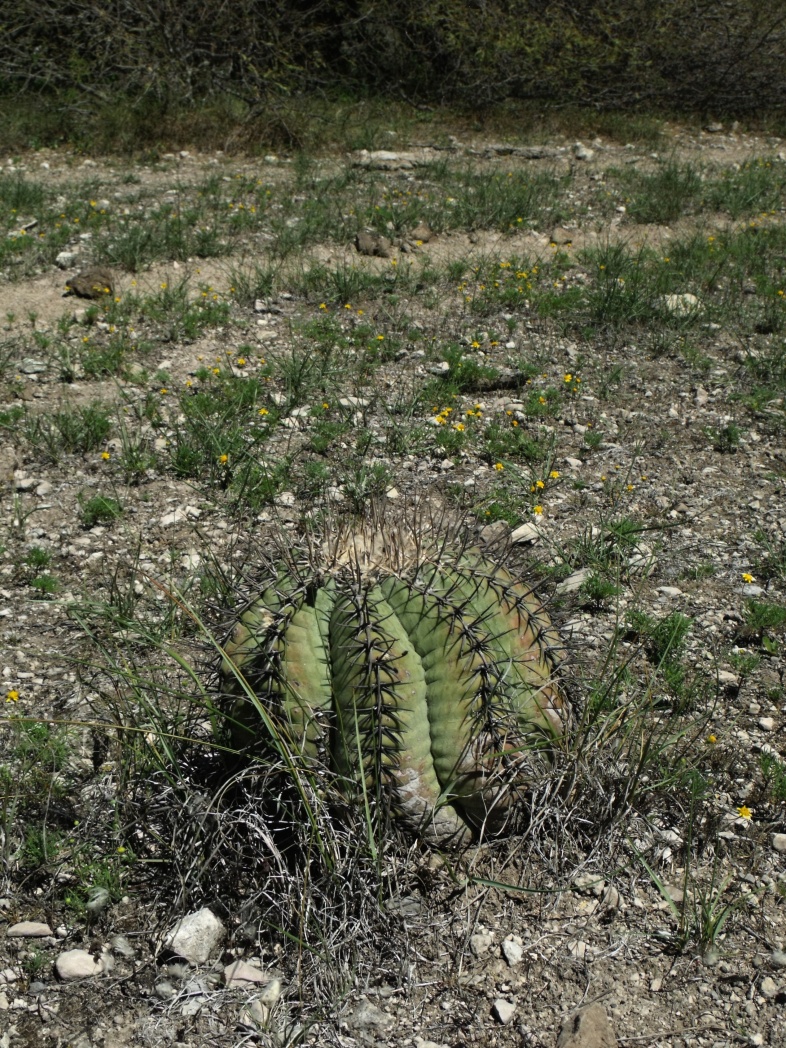 DSCF6042 Echinocactus horizonthalonius, Las Tablas, SLP, PT 41