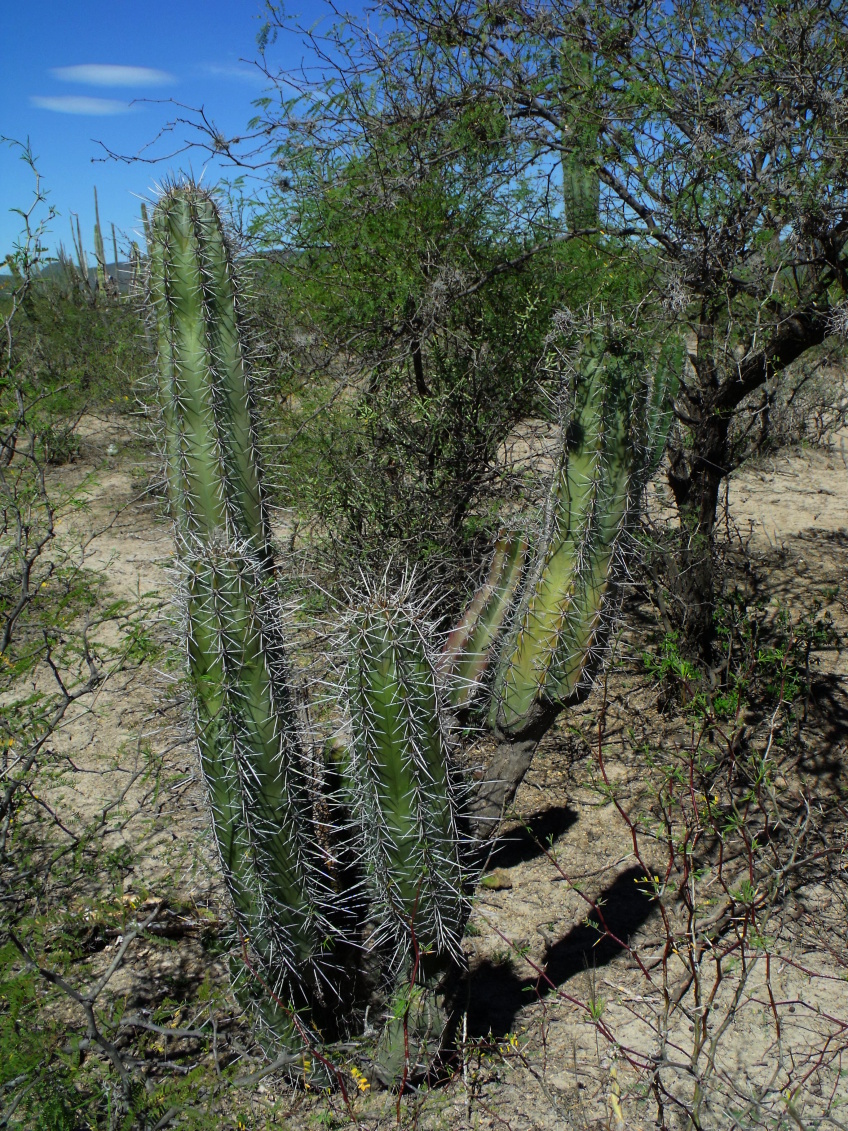 DSCF6045 Cereus sp