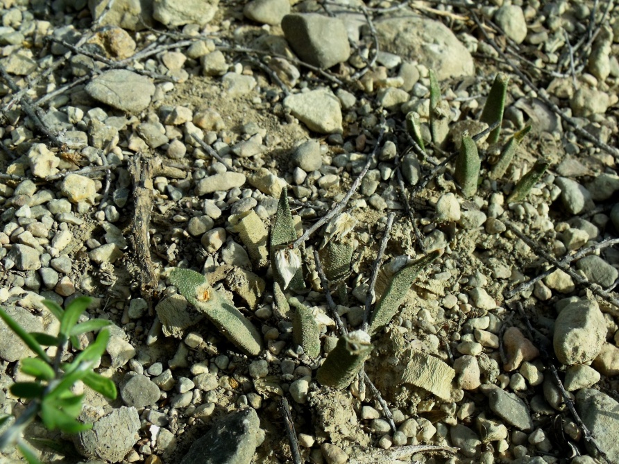 DSCF6157 PT 245 A. agavoides, severně Tula