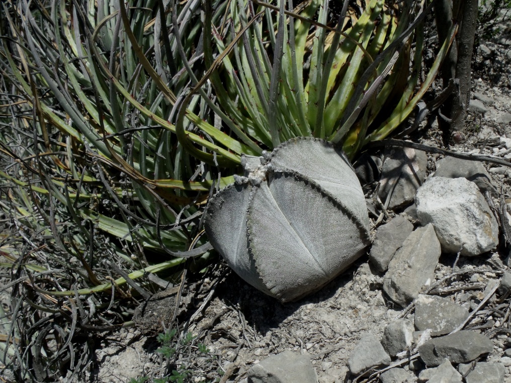 DSCF6282 PT 246 Astrophytum tulense, Mamaleon