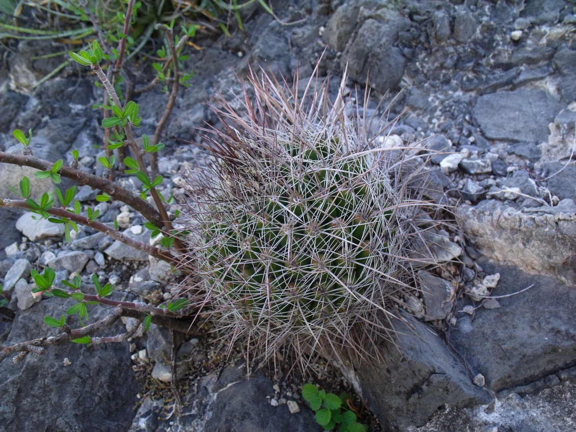 DSCF6443 PT 248 Thelocactus conothelos, San Miguel de Waldo