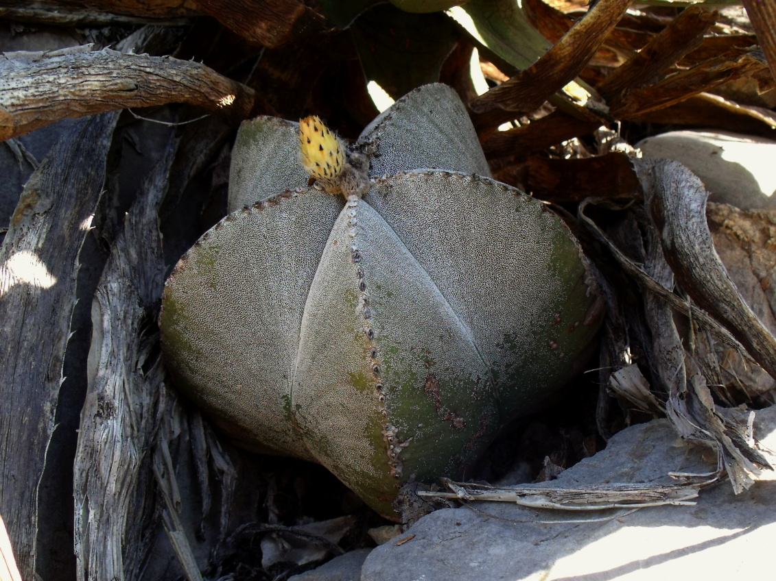 DSCF6511 PT 305 A. myriostigma jaumavense, Los Ebanos