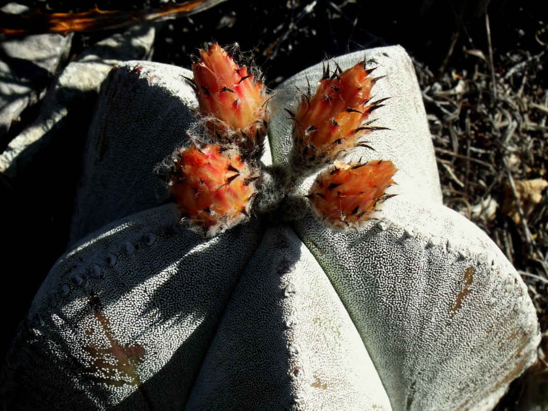 DSCF6518 PT 305 A. myriostigma jaumavense, Los Ebanos