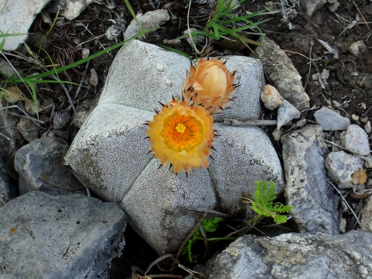 DSCF6572 PT 305 A. myriostigma jaumavense, Los Ebanos