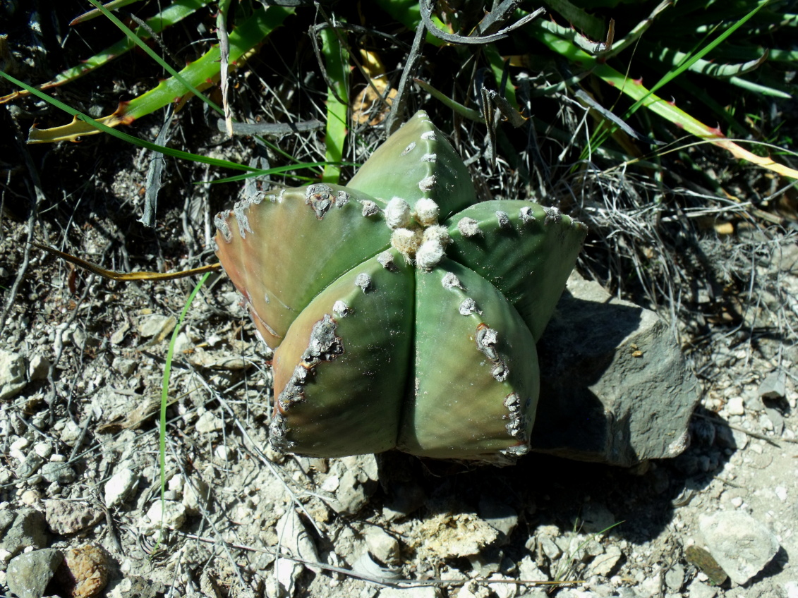 DSCF6734 PT 306 A myriostigma nudum, Entr. Huizache