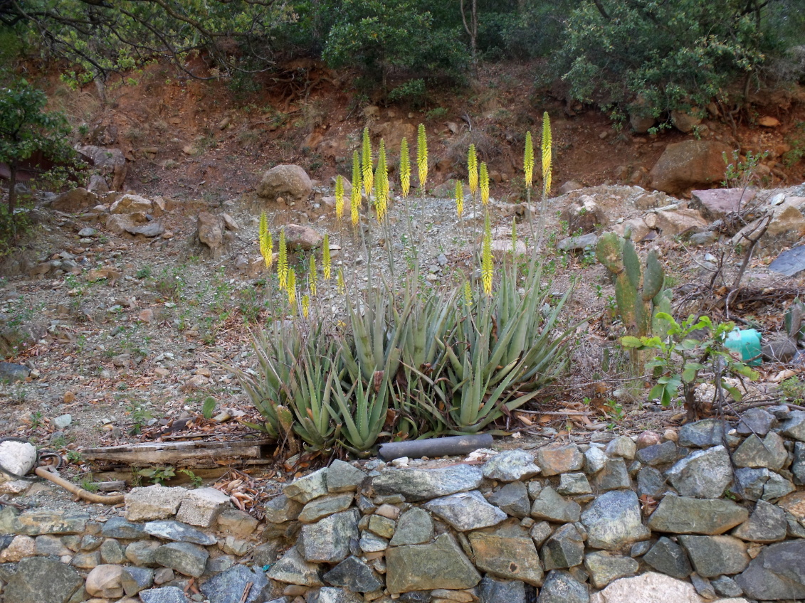 DSCF6896 plevelná Aloe vera, Minas Asbestos