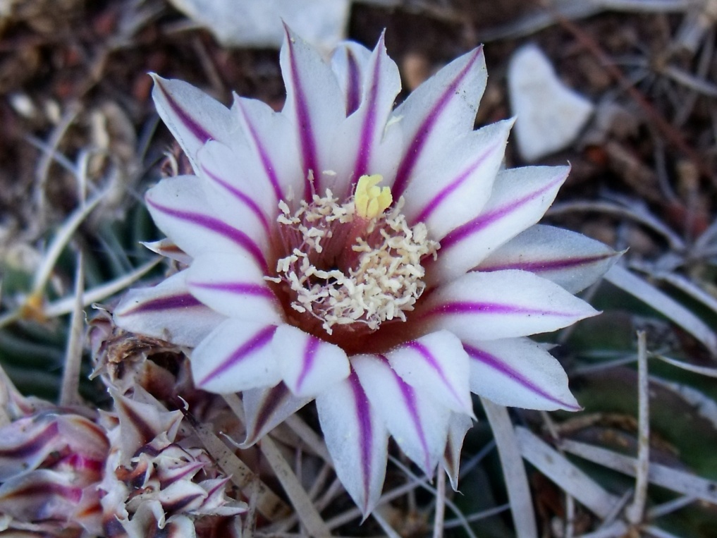 DSCF7230 PT 257 Stenocactus erectocentrus, San Pedro Sotolar