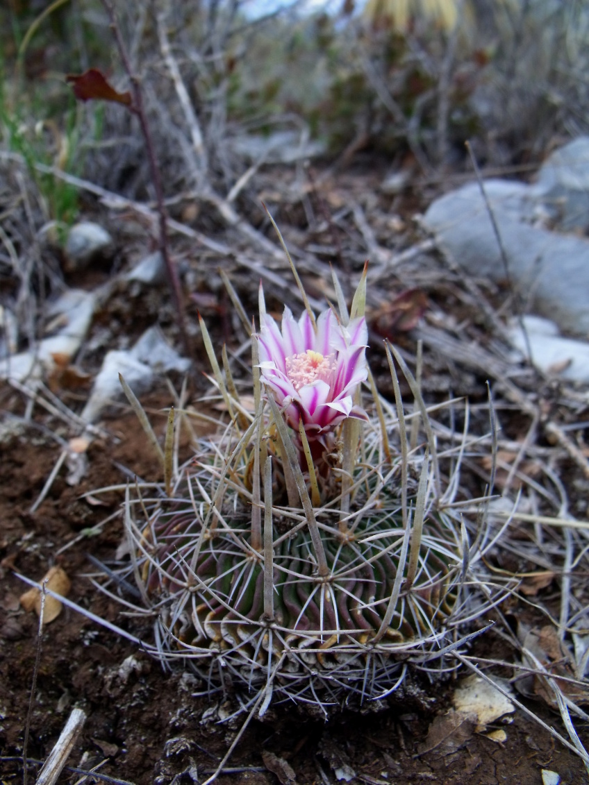 DSCF7232 PT 257 Stenocactus erectocentrus, San Pedro Sotolar