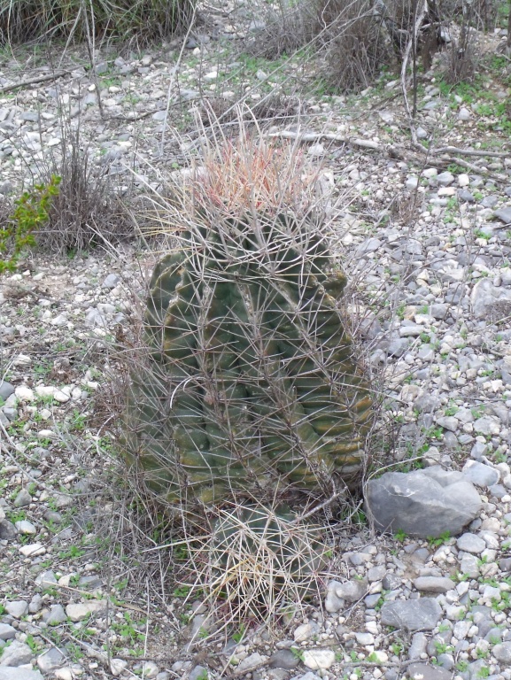 DSCF7318 Hamatocactus sp