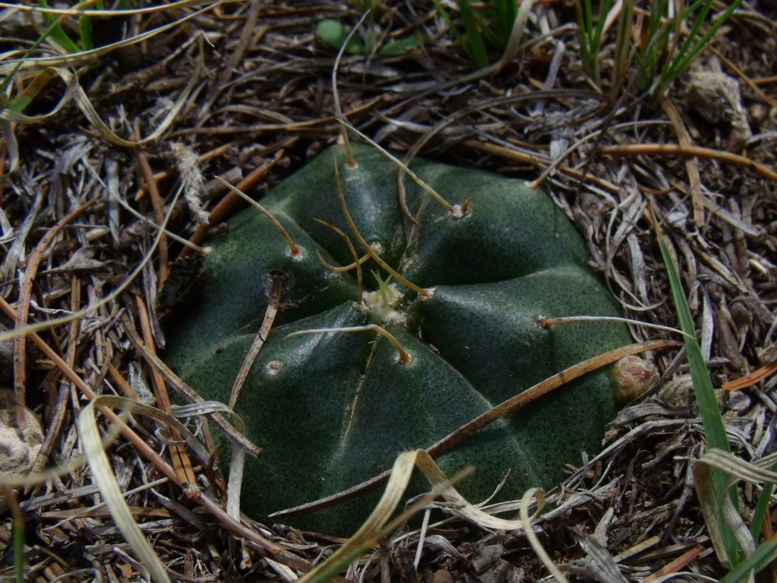 DSCF7405 E. knippelianus