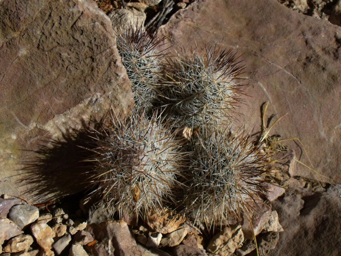 DSCF7522 Escobaria sp.