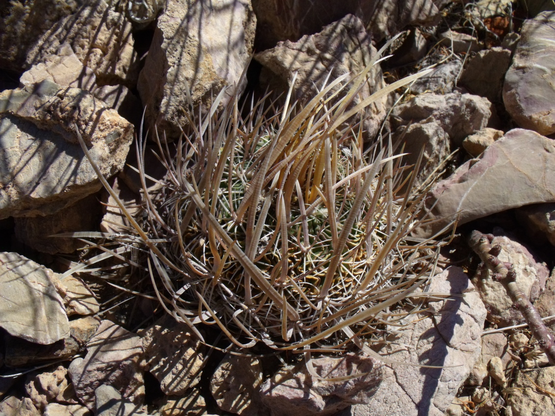 DSCF7531 PT 262 Stenocactus erectocentrus, Tecolotes