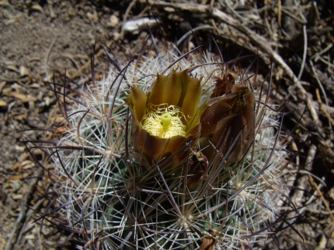 DSCF7556 E. mariposensis