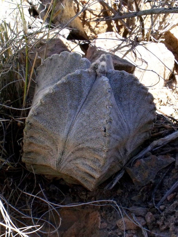 DSCF7582 PT 509 A. coahuilense, severně Ahuichila