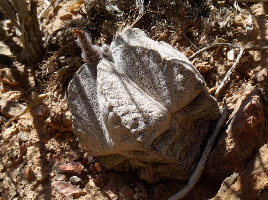 DSCF7599 PT 509 A. coahuilense, severně Ahuichila