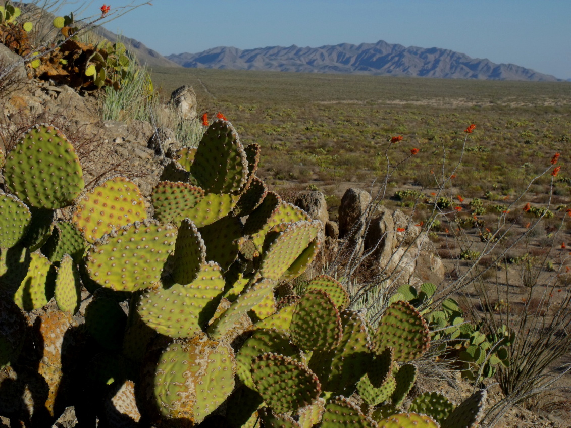 DSCF7627 Opuntia microdasys