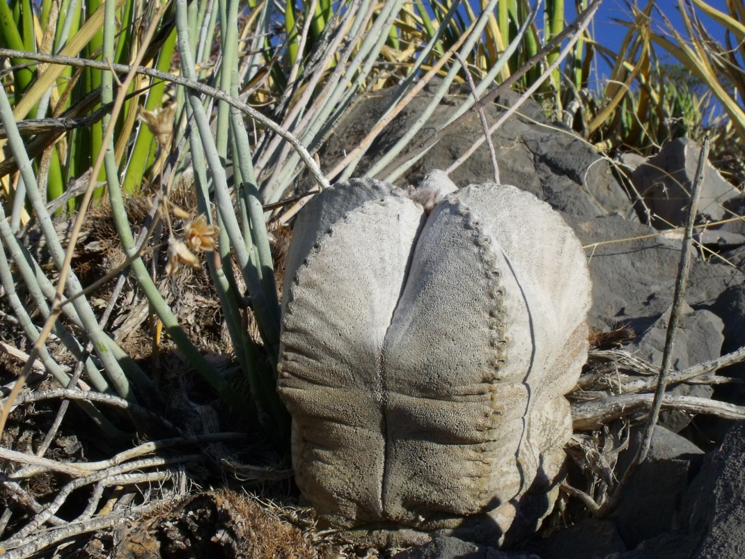 DSCF7649 PT 508 A. coahuilense, Laguna Viesca