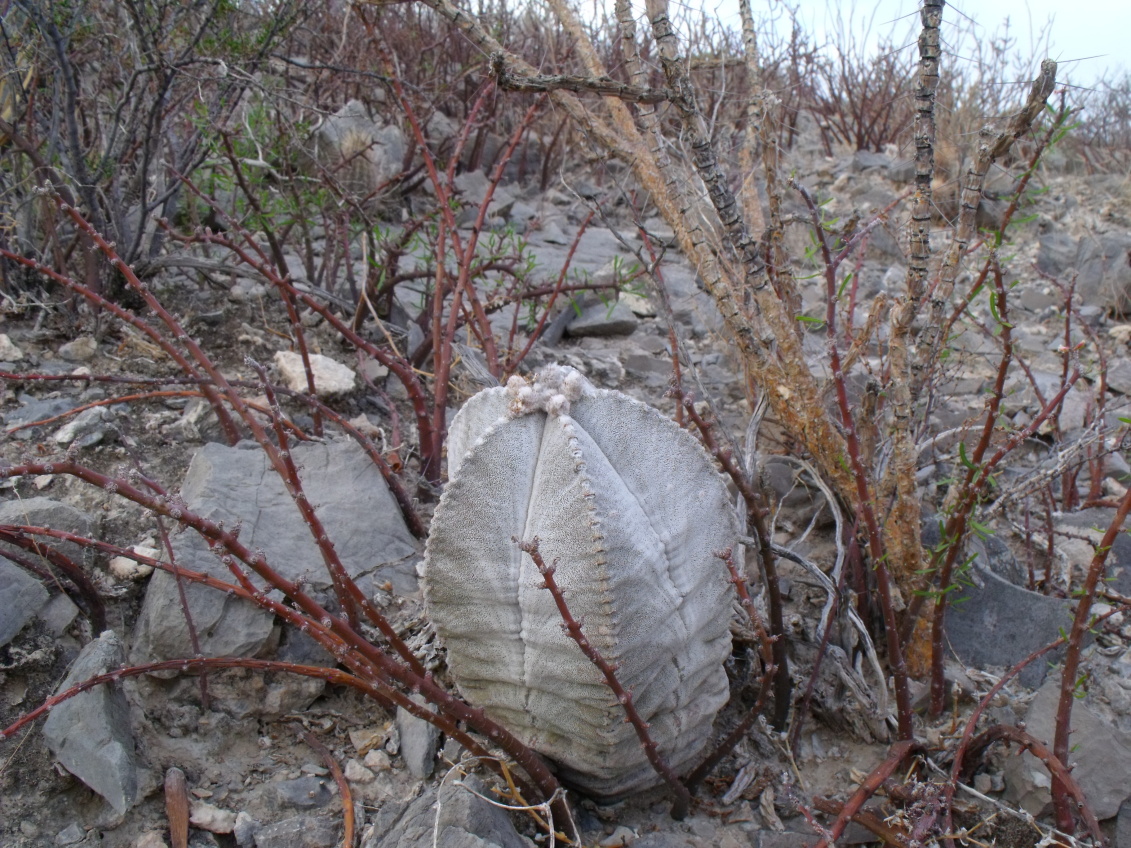 DSCF7856 PT 271 A. coahuilense, Cerro Bola