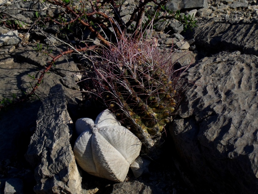 DSCF7938 A. coahuilense a F. hamatacanthus