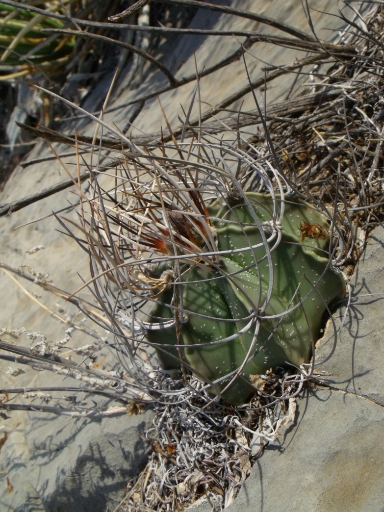 DSCF8066 PT 81 A. capricorne sanjuanense, San Juan de Boquillas