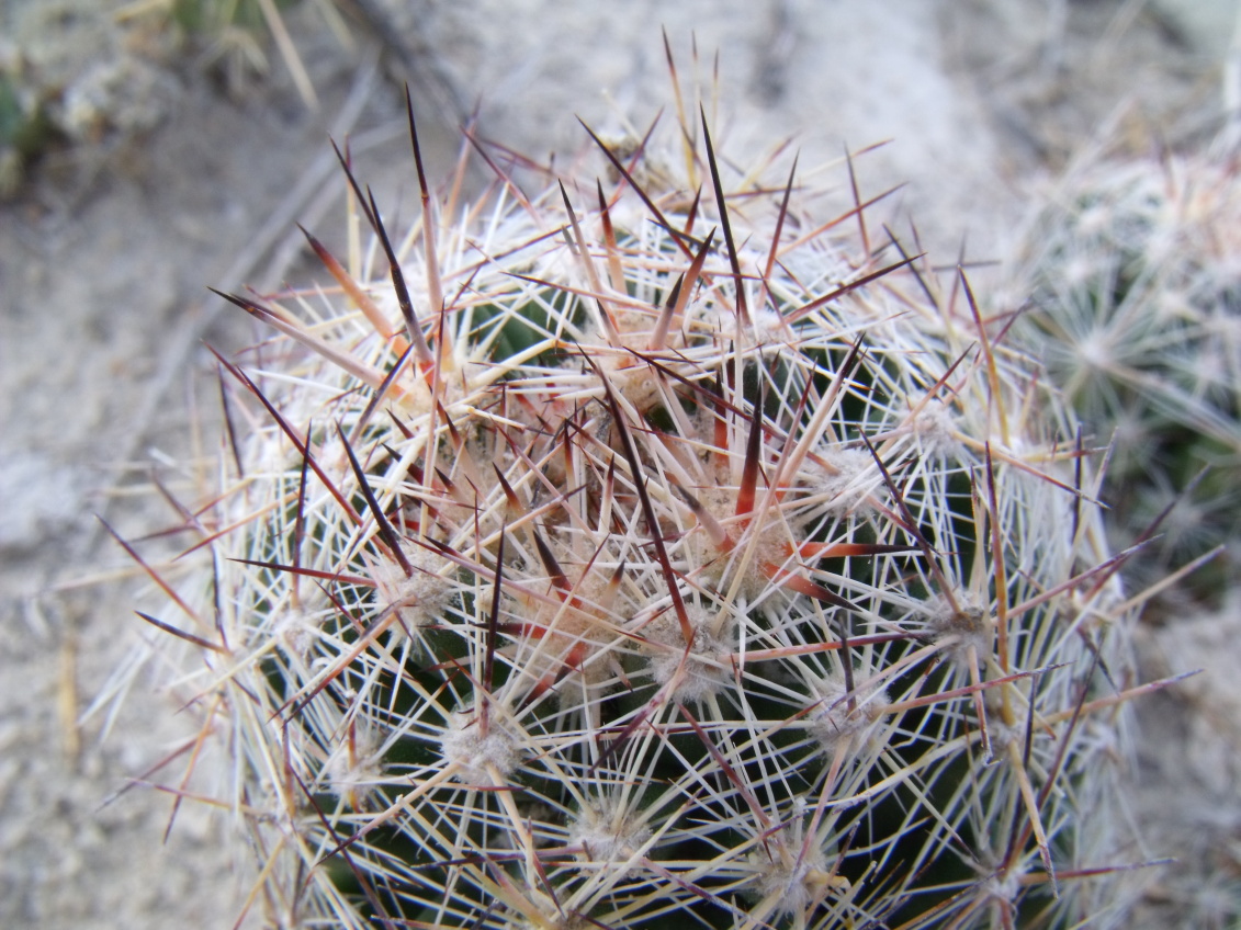 DSCF8125 PT 82 E. vivipara neomexicana, San Juan de Boquillas