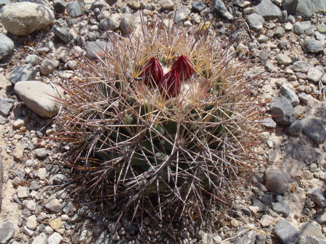 DSCF8152 C. valida, Cuatrociénegas - Gabino Vasquez