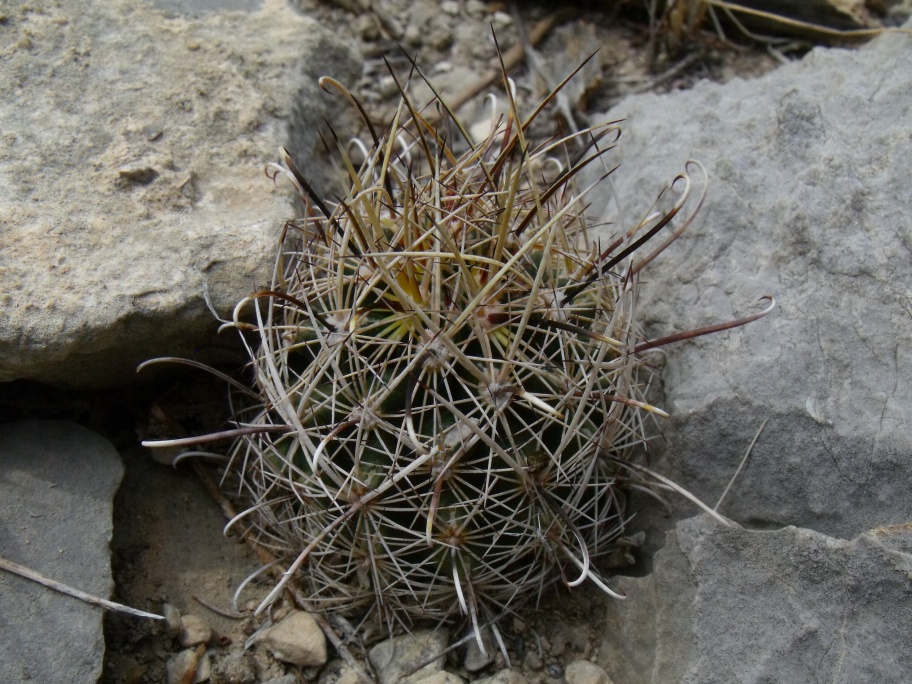 DSCF8323 Ancistrocactus sp., Espinazo