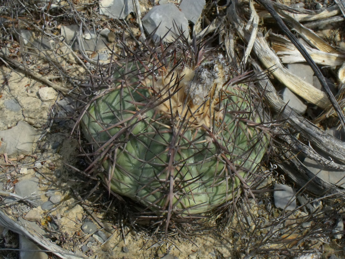 DSCF8357 E. horizonthalonius, Reata