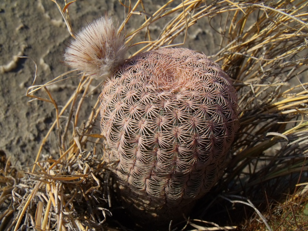 DSCF8427 E. primolanatus, Hipólito