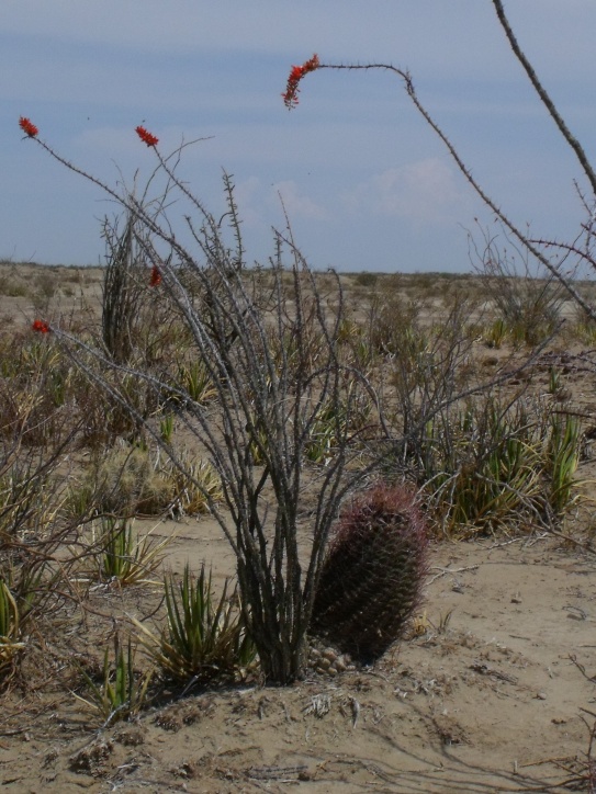 DSCF8513 Hamatocactus sp., microhonda Santa Lucia